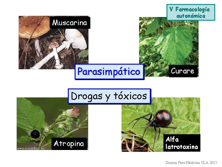 Muscarina Parasimpático V Farmacología autonómica Curare Drogas y tóxicos Atropina Alfa latrotoxina Ximena Páez