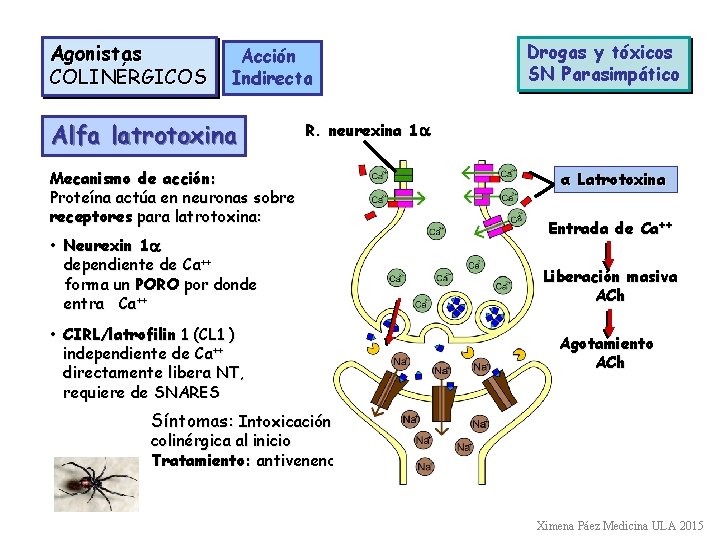 Agonistas COLINÉRGICOS Acción Indirecta Alfa latrotoxina Drogas y tóxicos SN Parasimpático R. neurexina 1