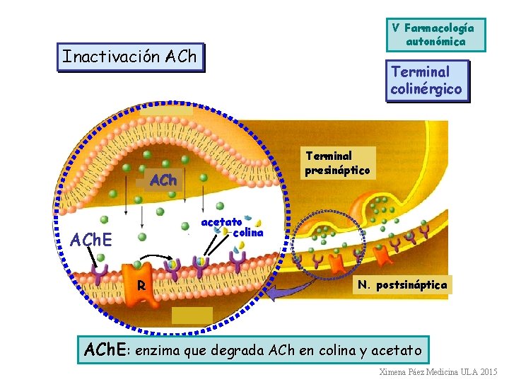V Farmacología autonómica Inactivación ACh Terminal colinérgico Terminal presináptico ACh acetato colina ACh. E