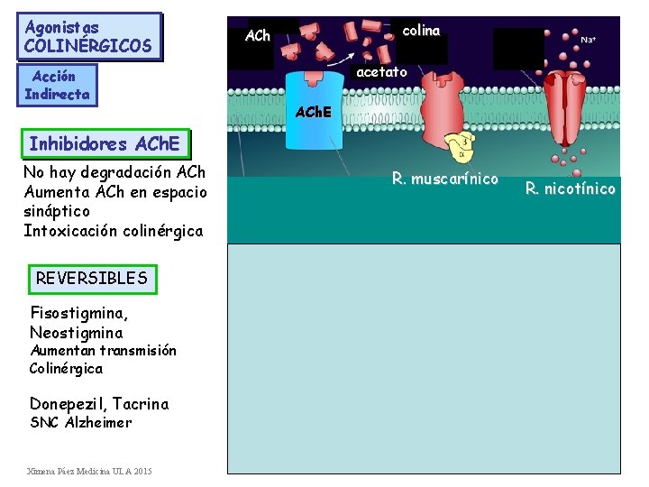 Agonistas COLINÉRGICOS colina ACh acetato Acción Indirecta ACh. E Inhibidores ACh. E No hay