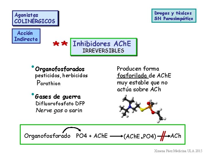 Drogas y tóxicos SN Parasimpático Agonistas COLINÉRGICOS Acción Indirecta ** Inhibidores ACh. E IRREVERSIBLES