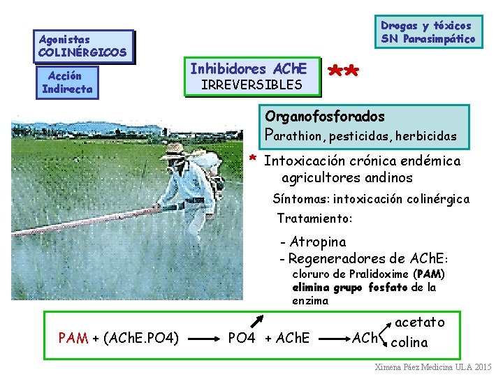 Agonistas COLINÉRGICOS Acción Indirecta Drogas y tóxicos SN Parasimpático Inhibidores ACh. E IRREVERSIBLES **