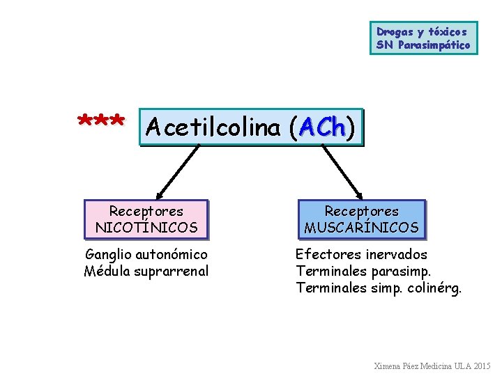 Drogas y tóxicos SN Parasimpático *** Acetilcolina (ACh) Receptores NICOTÍNICOS Ganglio autonómico Médula suprarrenal
