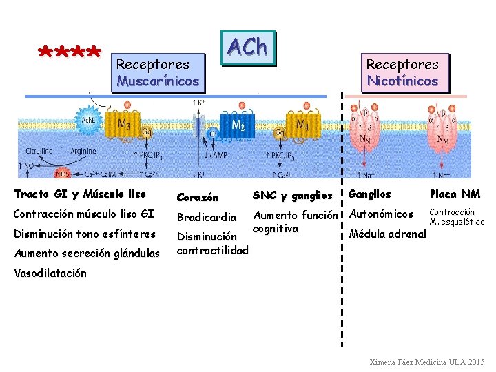 **** Receptores Muscarínicos ACh Receptores Nicotínicos Ganglios Tracto GI y Músculo liso Corazón SNC