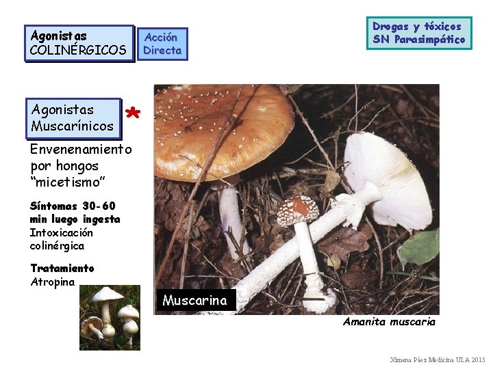 Agonistas COLINÉRGICOS Agonistas Muscarínicos Acción Directa Drogas y tóxicos SN Parasimpático * Envenenamiento por