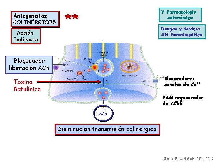 Antagonistas COLINÉRGICOS Acción Indirecta V Farmacología autonómica ** Drogas y tóxicos SN Parasimpático Bloqueador