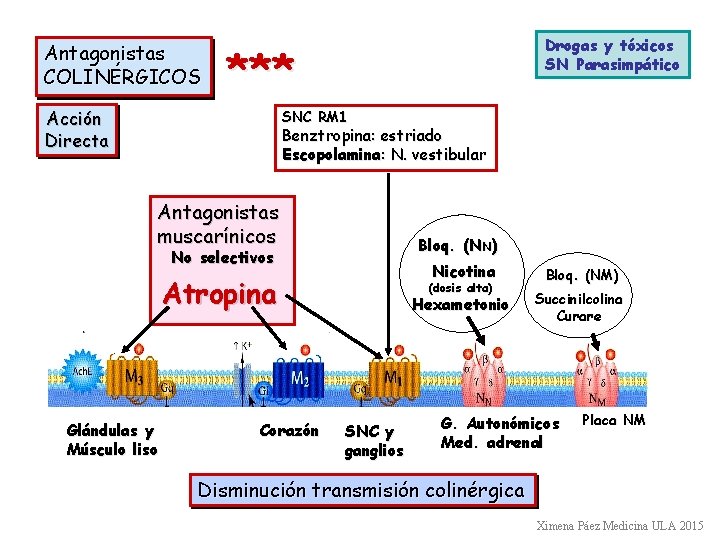 Antagonistas COLINÉRGICOS Drogas y tóxicos SN Parasimpático *** Acción Directa SNC RM 1 Benztropina:
