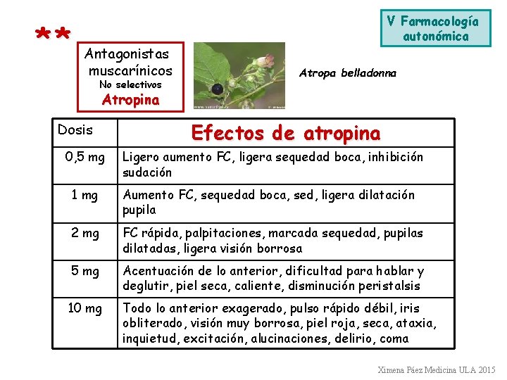 ** Antagonistas muscarínicos No selectivos V Farmacología autonómica Atropa belladonna Atropina Dosis 0, 5