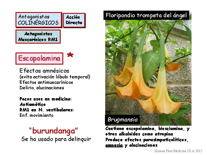 Antagonistas COLINÉRGICOS Acción Directa Floripondio trompeta del ángel Antagonistas Muscarínicos RM 1 Escopolamina *