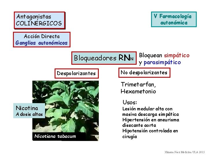 Antagonistas COLINÉRGICOS V Farmacología autonómica Acción Directa Ganglios autonómicos Bloqueadores RNN Bloquean simpático y