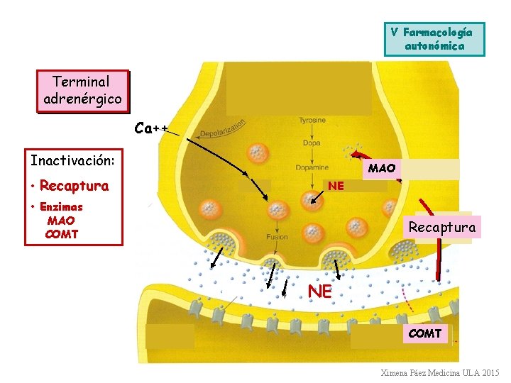 V Farmacología autonómica Terminal adrenérgico Ca++ Inactivación: • Recaptura MAO NE • Enzimas MAO