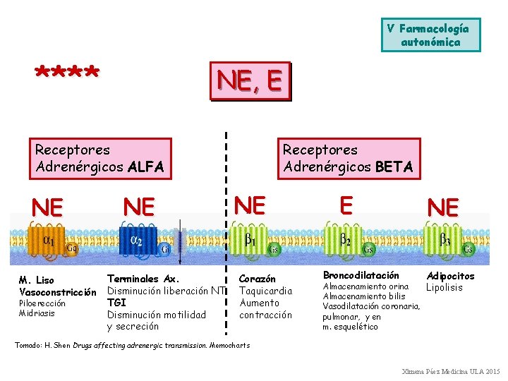 V Farmacología autonómica **** NE, E Receptores Adrenérgicos ALFA NE M. Liso Vasoconstricción Piloerección