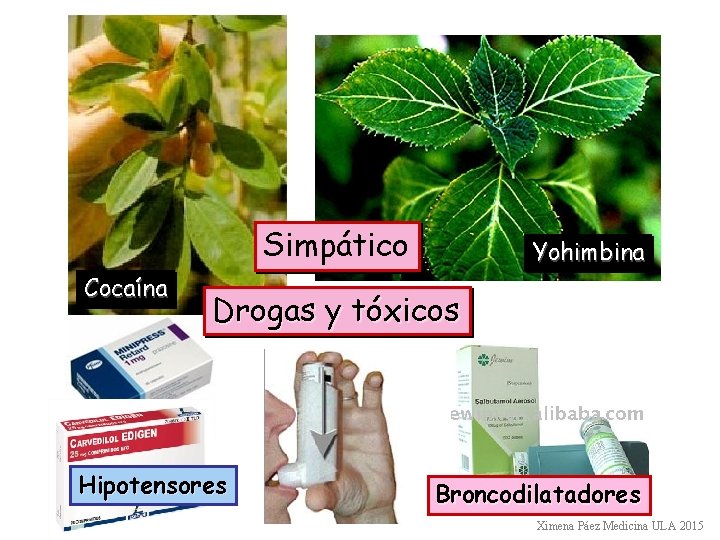 Simpático Cocaína Yohimbina Drogas y tóxicos Hipotensores Broncodilatadores Ximena Páez Medicina ULA 2015 