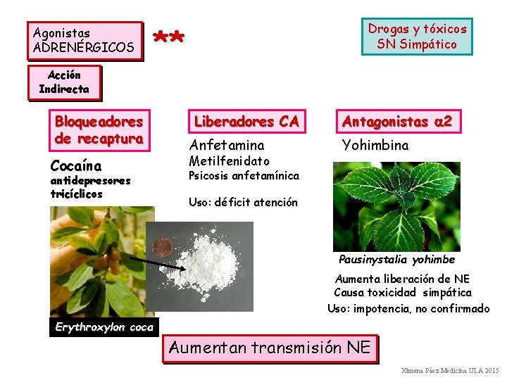 Agonistas ADRENÉRGICOS Drogas y tóxicos SN Simpático ** Acción Indirecta Bloqueadores de recaptura Cocaína