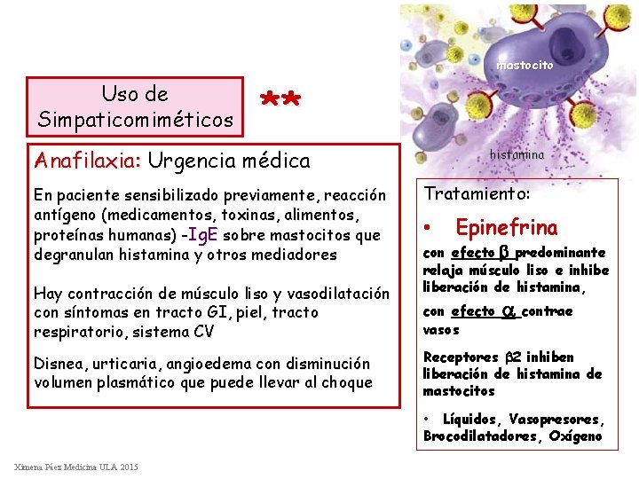 mastocito Uso de Simpaticomiméticos ** Anafilaxia: Urgencia médica En paciente sensibilizado previamente, reacción antígeno