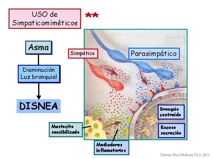 USO de Simpaticomiméticos Asma ** Parasimpático Simpático Disminución Luz bronquial DISNEA Bronquio contraído Mastocito