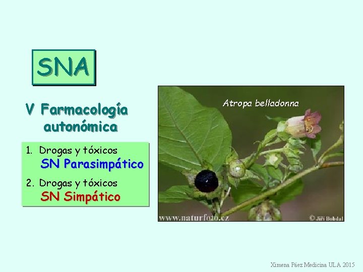 SNA V Farmacología autonómica Atropa belladonna 1. Drogas y tóxicos SN Parasimpático 2. Drogas