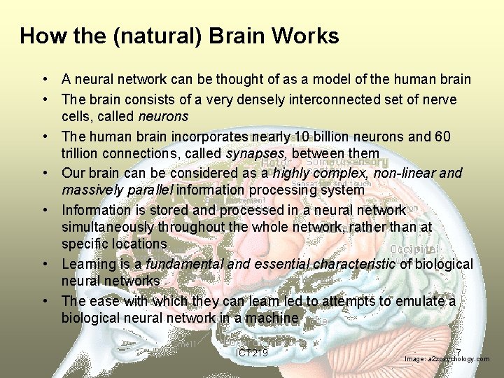 How the (natural) Brain Works • A neural network can be thought of as