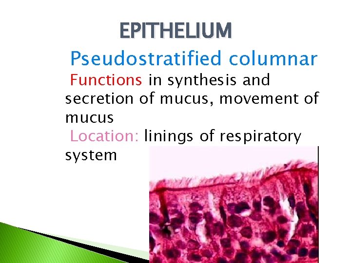 EPITHELIUM Pseudostratified columnar Functions in synthesis and secretion of mucus, movement of mucus Location: