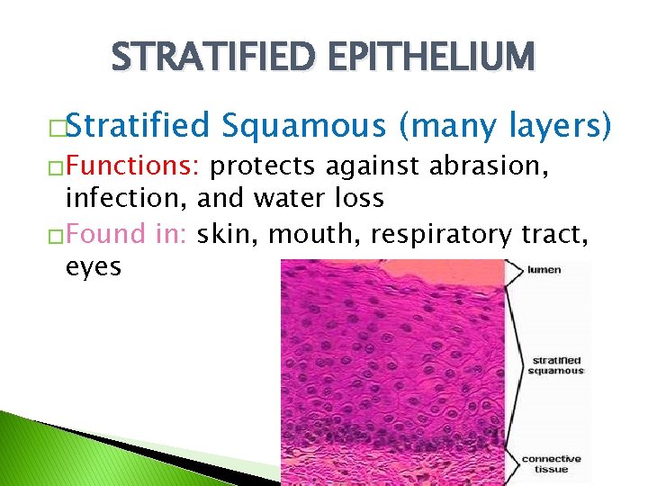 STRATIFIED EPITHELIUM �Stratified �Functions: Squamous (many layers) protects against abrasion, infection, and water loss