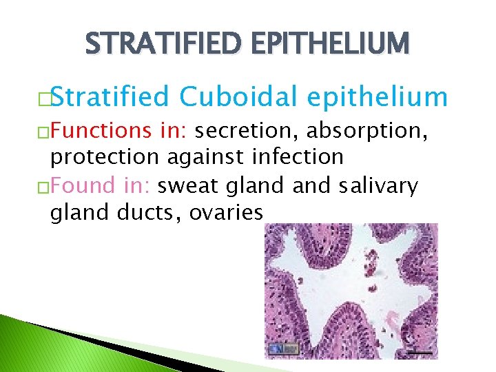 STRATIFIED EPITHELIUM �Stratified �Functions Cuboidal epithelium in: secretion, absorption, protection against infection �Found in: