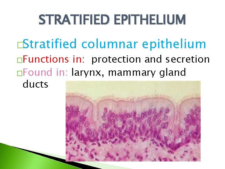 STRATIFIED EPITHELIUM �Stratified �Functions columnar epithelium in: protection and secretion �Found in: larynx, mammary