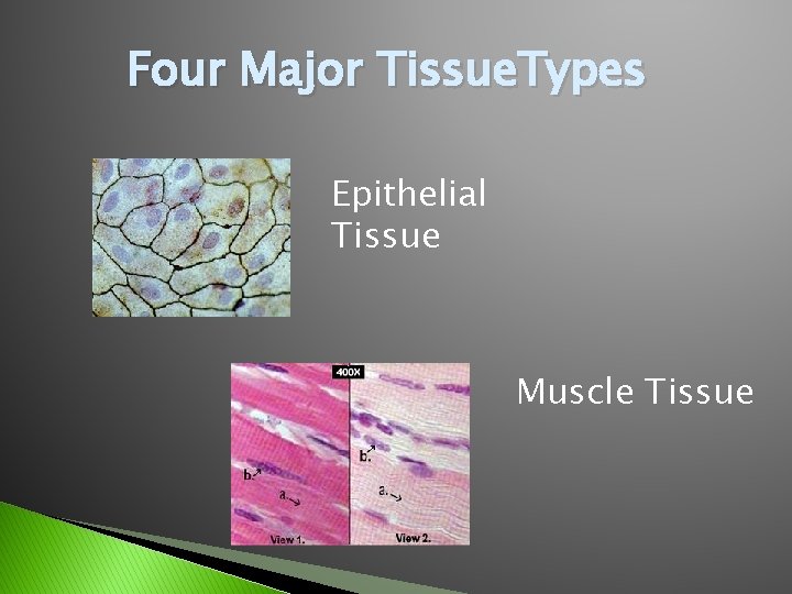 Four Major Tissue. Types Epithelial Tissue Muscle Tissue 