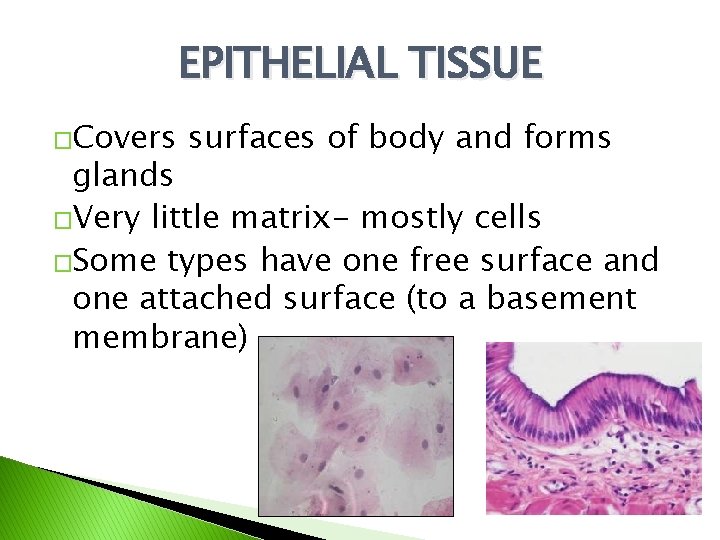 EPITHELIAL TISSUE �Covers surfaces of body and forms glands �Very little matrix- mostly cells