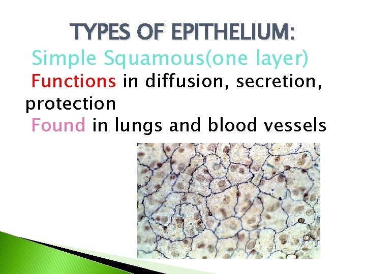 TYPES OF EPITHELIUM: Simple Squamous(one layer) Functions in diffusion, secretion, protection Found in lungs