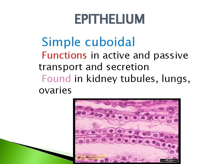 EPITHELIUM Simple cuboidal Functions in active and passive transport and secretion Found in kidney