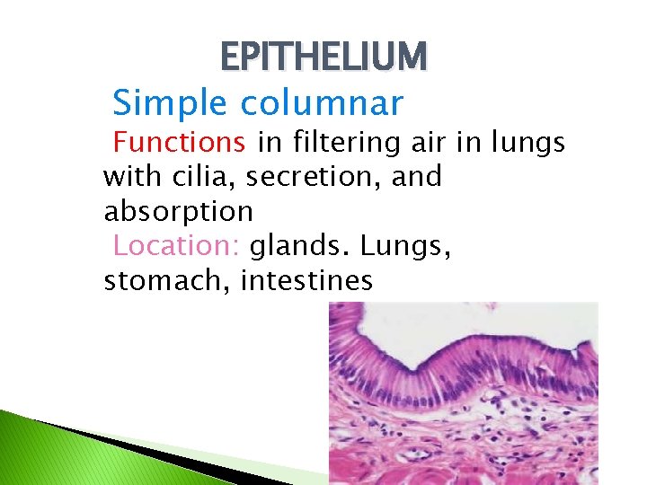 EPITHELIUM Simple columnar Functions in filtering air in lungs with cilia, secretion, and absorption