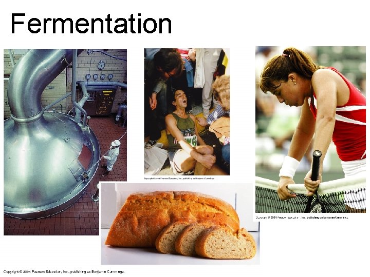Fermentation 