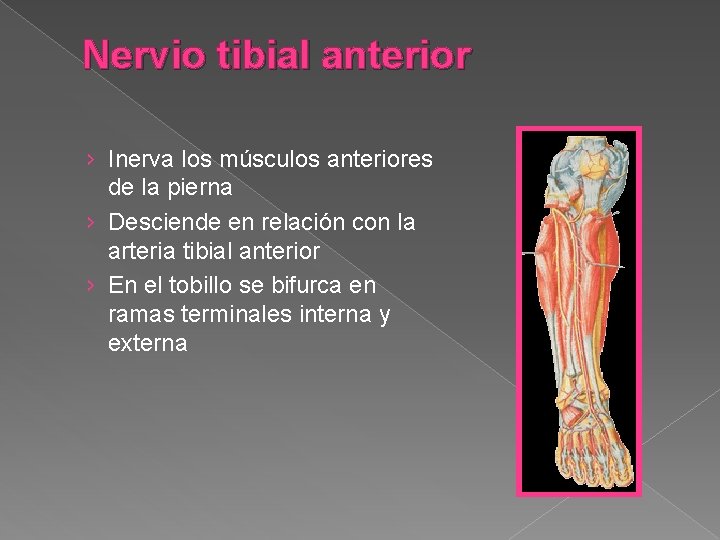 Msculos Miembro Inferior Ariana Brenes Garita Msculos anteriores