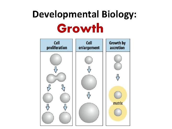 Developmental Biology: Growth 