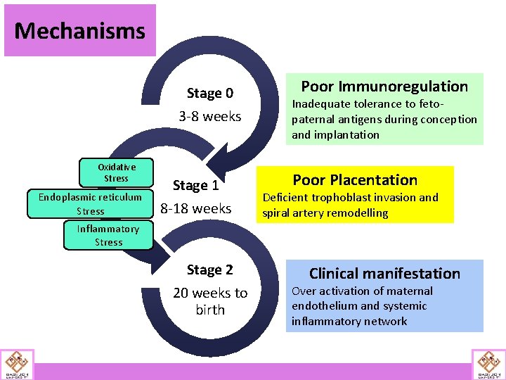 Mechanisms Stage 0 3 -8 weeks Oxidative Stress Endoplasmic reticulum Stress Stage 1 8