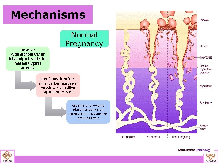 Mechanisms invasive cytotrophoblasts of fetal origin invade the maternal spiral arteries Normal Pregnancy transforms