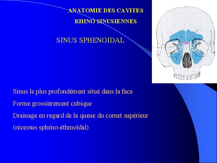 ANATOMIE DES CAVITES RHINO SINUSIENNES SINUS SPHENOIDAL Sinus le plus profondément situé dans la