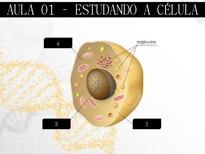 AULA 01 – ESTUDANDO A CÉLULA 4 3 2 