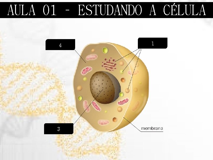 AULA 01 – ESTUDANDO A CÉLULA 4 3 1 