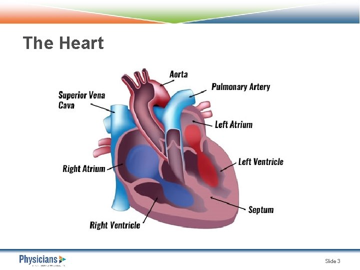The Heart Slide 3 