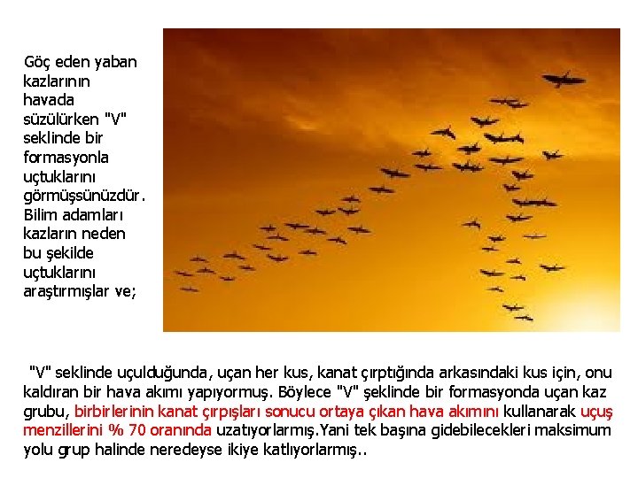 Göç eden yaban kazlarının havada süzülürken "V" seklinde bir formasyonla uçtuklarını görmüşsünüzdür. Bilim adamları