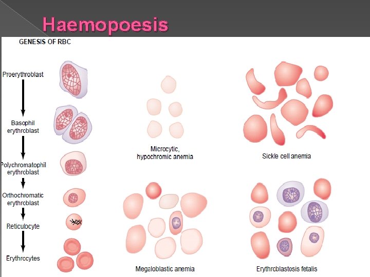 Haemopoesis 