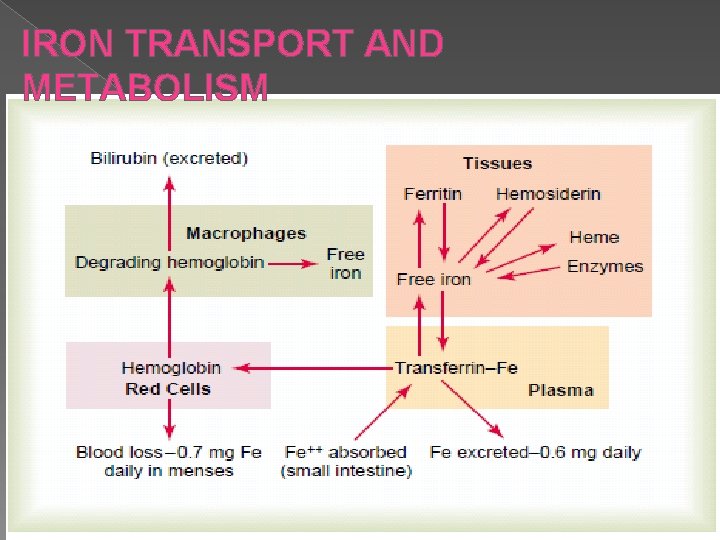 IRON TRANSPORT AND METABOLISM 