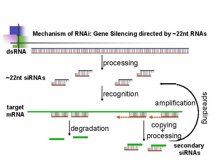 Dogmatic View of Gene Expression DNA RNA Protein
