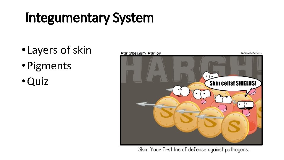 Integumentary System • Layers of skin • Pigments • Quiz 