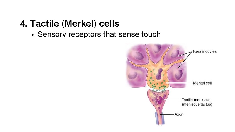 4. Tactile (Merkel) cells • Sensory receptors that sense touch 