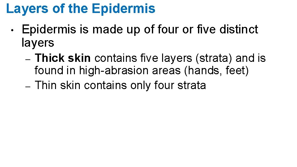 Layers of the Epidermis • Epidermis is made up of four or five distinct