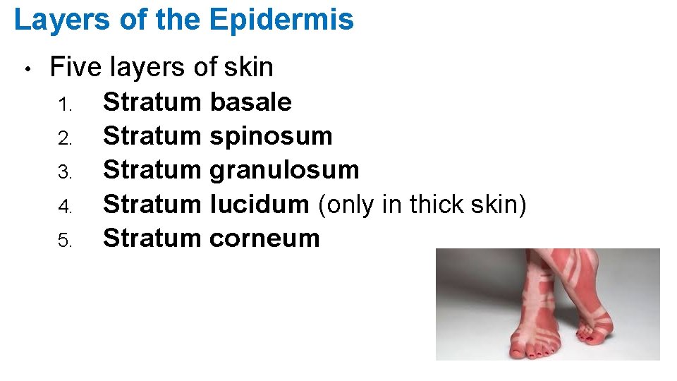 Layers of the Epidermis • Five layers of skin 1. 2. 3. 4. 5.