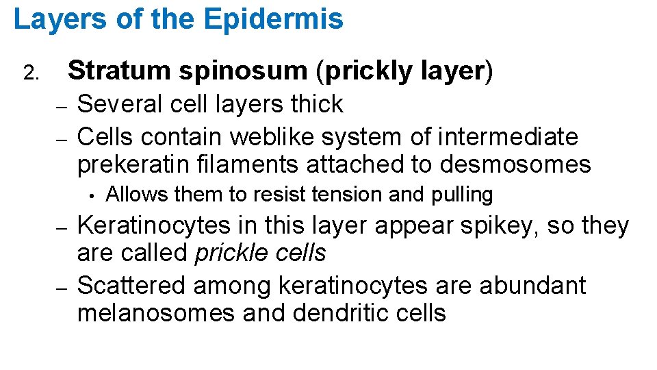 Layers of the Epidermis Stratum spinosum (prickly layer) 2. – – Several cell layers