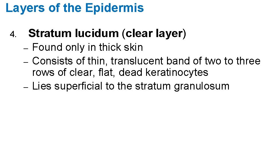 Layers of the Epidermis Stratum lucidum (clear layer) 4. – – – Found only